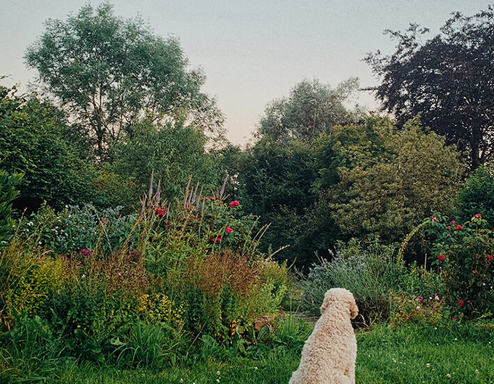 Dog days and shadows of loss