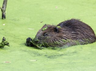 Beavers are the secret weapon in the UK’s flood defences