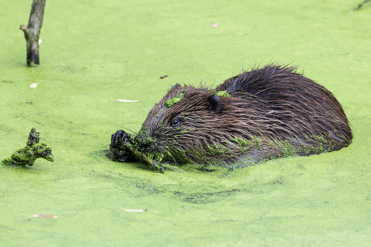 Beavers are the secret weapon in the UK’s flood defences