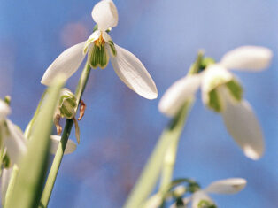 After disregarding the simple snowdrop, I now see its beauty