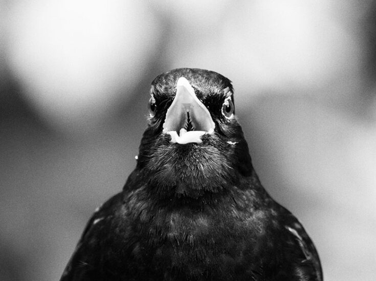 Spring reflection: Heeding the dawn chorus