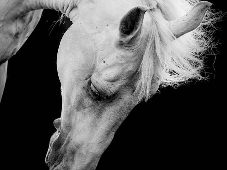 The spectacle of runaway horses in London was eerily poignant
