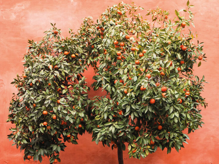 The irresistible lure of Seville’s orange season