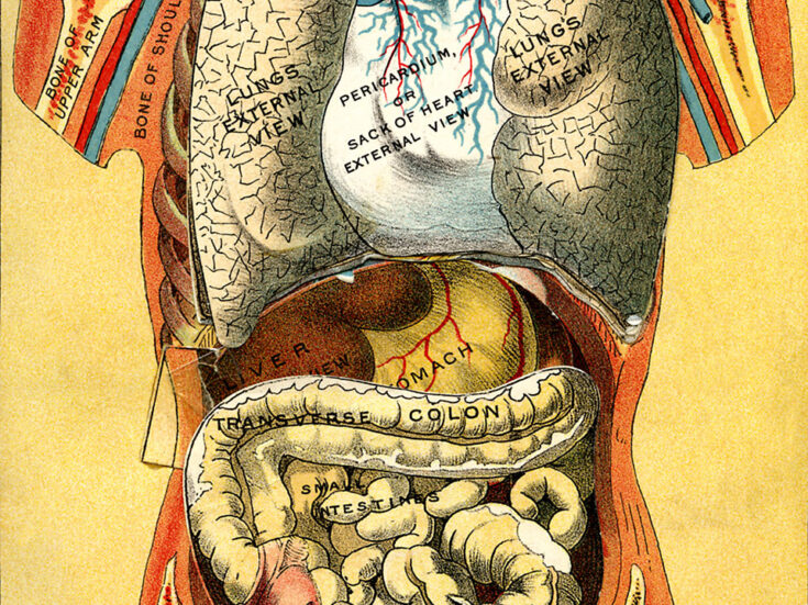 The Organ Symphony is an ode to the human body
