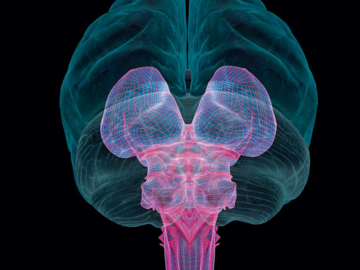 The vagus nerve industry