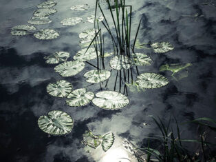 The wisdom of pond life