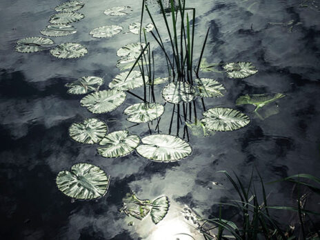 The wisdom of pond life