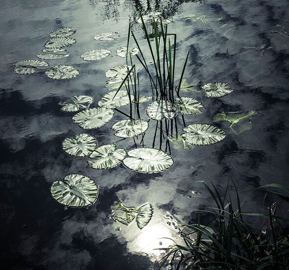 The wisdom of pond life