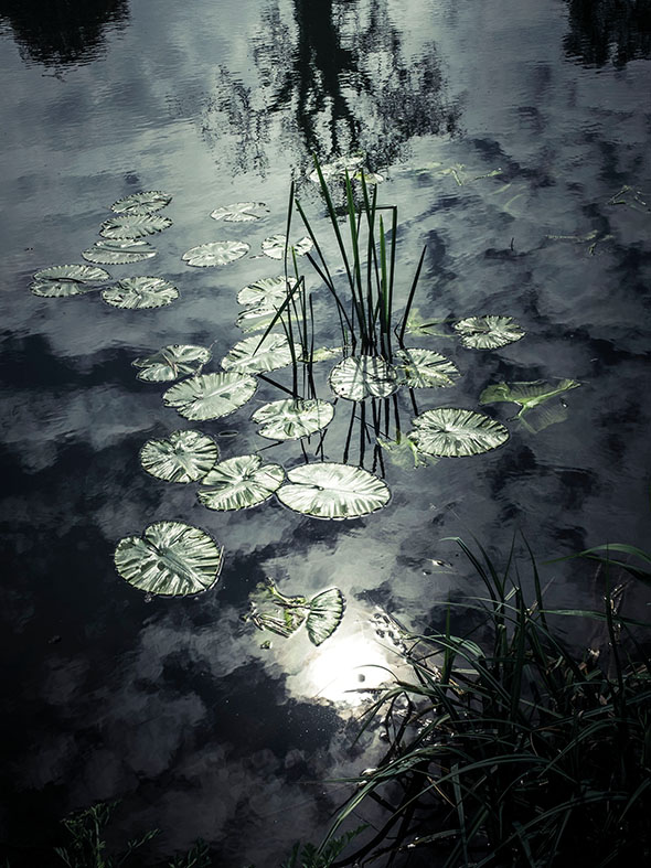 The wisdom of pond life