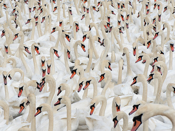 Britain’s swan song