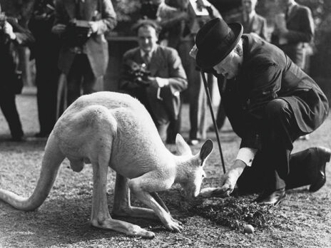 How much is that doggy worth to No 10?
