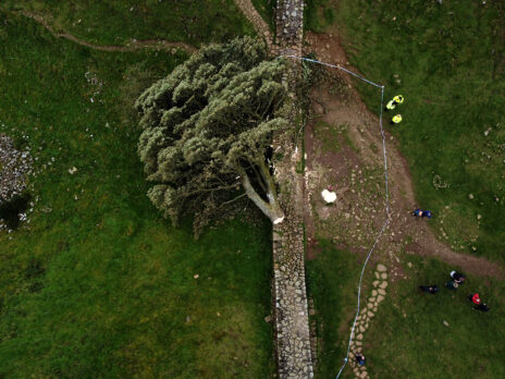 Exclusive: 38 police officers were involved in Sycamore Gap investigation