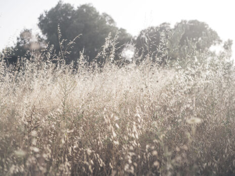 The NS Poem: Beaded Chestnut The NS Poem: Beaded Chestnut