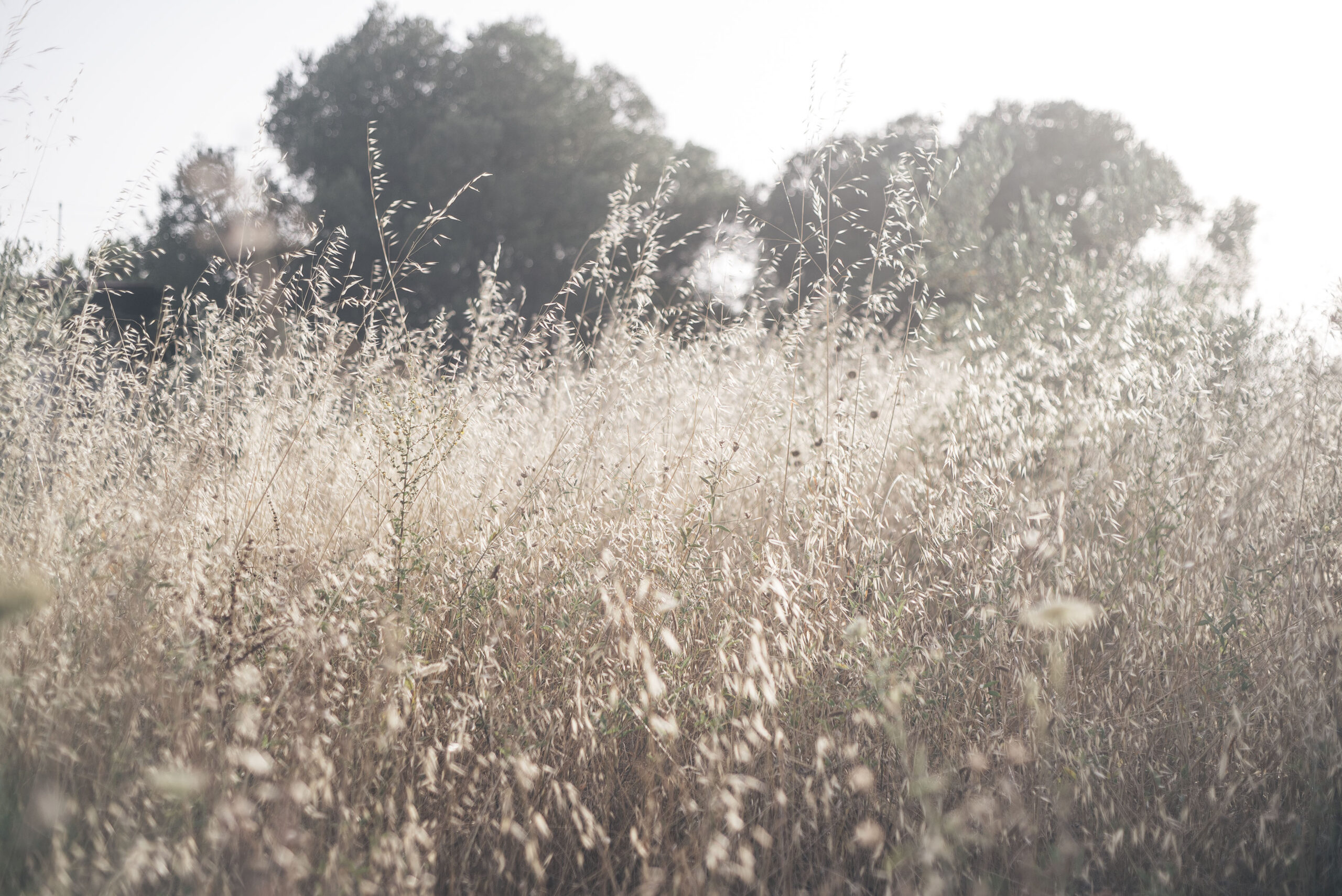 The NS Poem: Beaded Chestnut