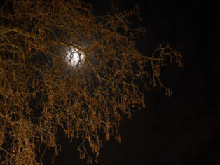 The NS Poem: marsh fever