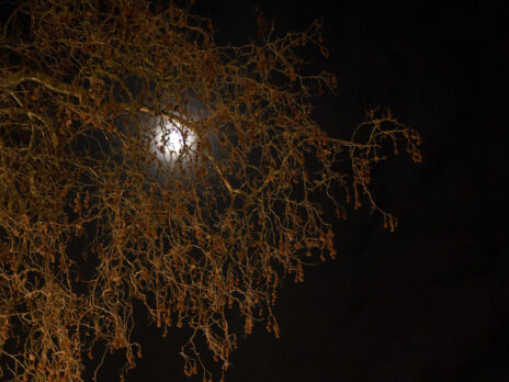 The NS Poem: marsh fever The NS Poem: marsh fever