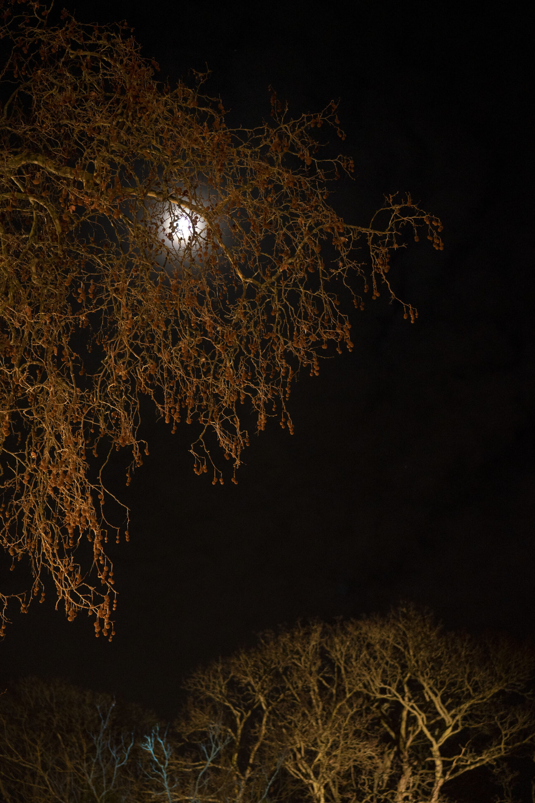 The NS Poem: marsh fever