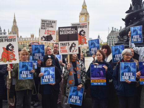 How London's penguins got political How London's penguins got political