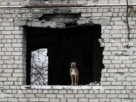 Under siege in Ukraine, I mourn our little dog Under siege in Ukraine, I mourn our little dog