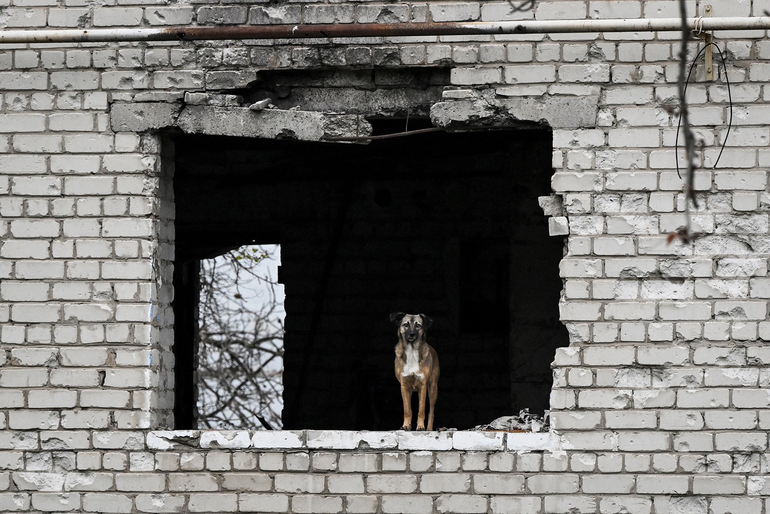Under siege in Ukraine, I mourn our little dog