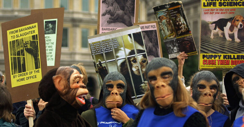 Animal testing protest ban ruffles backbench feathers