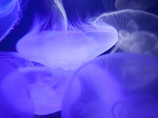 The NS Poem: At the aquarium