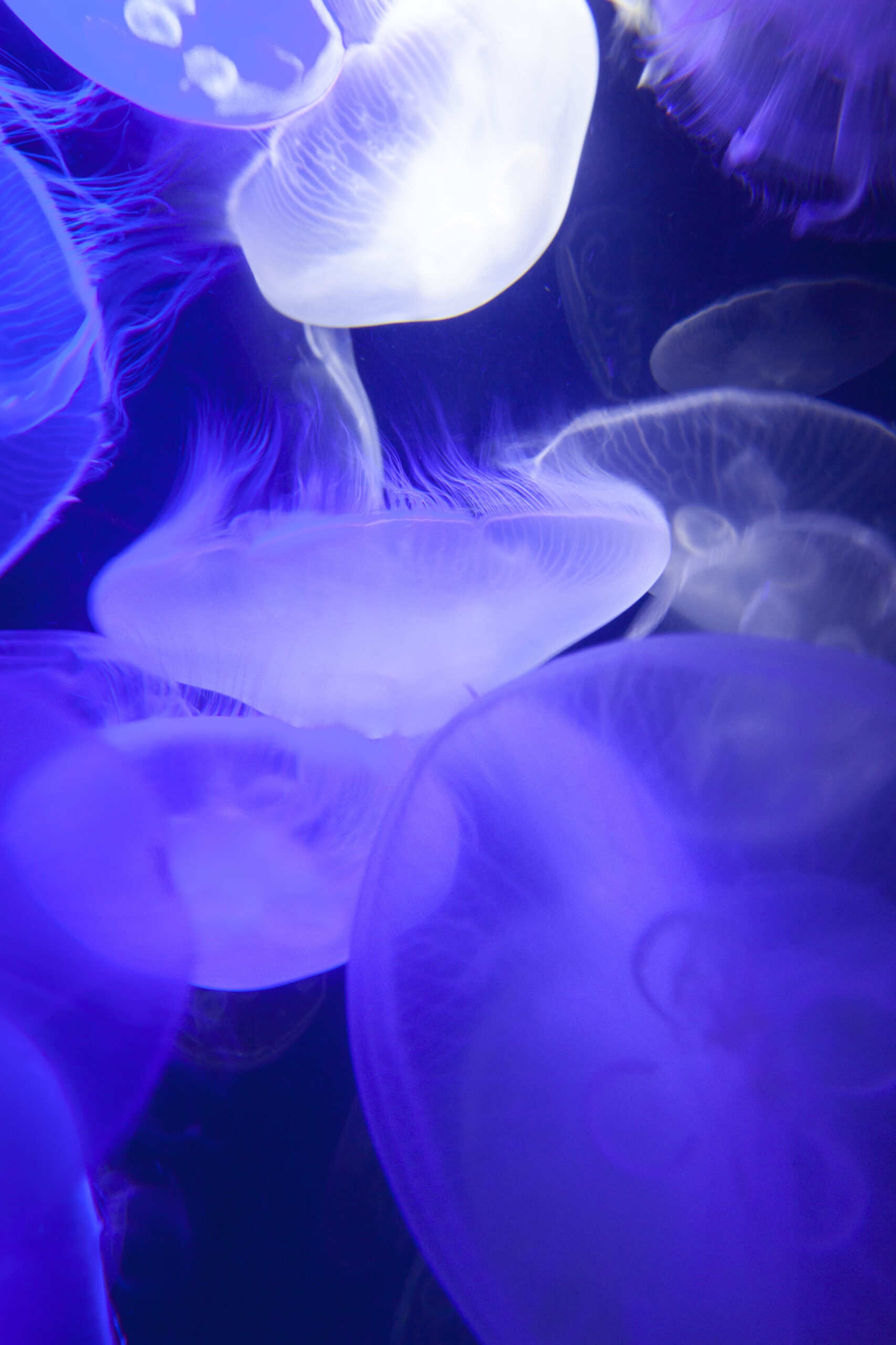 The NS Poem: At the aquarium