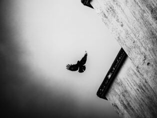 The NS Poem: Nocturne