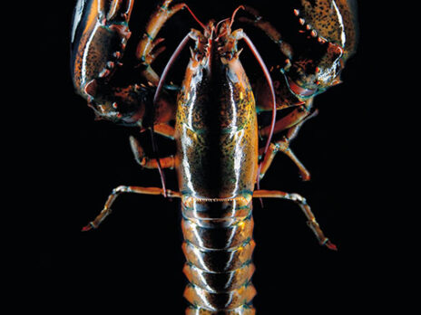 Do lobsters have rights?