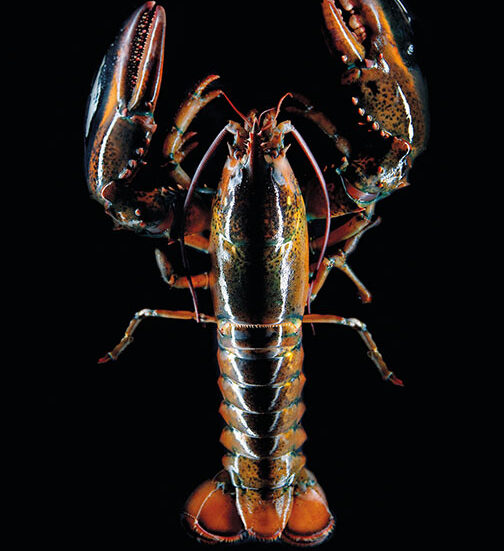 Do lobsters have rights?