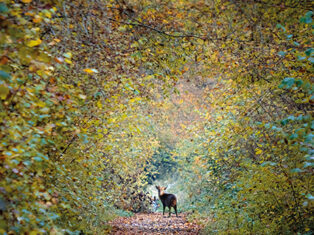 Deerstalking in Norfolk: requiescat in pace, Bambi