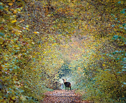 Deerstalking in Norfolk: requiescat in pace, Bambi Deerstalking in Norfolk: requiescat in pace, Bambi