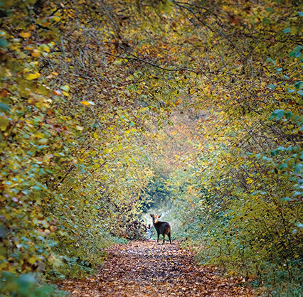 Deerstalking in Norfolk: requiescat in pace, Bambi