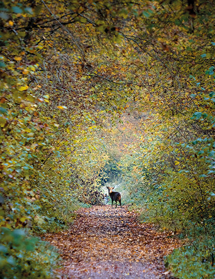 Deerstalking in Norfolk: requiescat in pace, Bambi