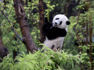 In China, you can barely move for pandas