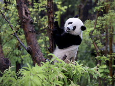 In China, you can barely move for pandas In China, you can barely move for pandas