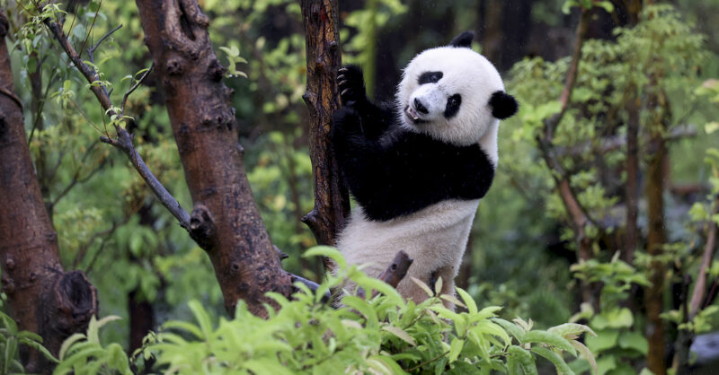 In China, you can barely move for pandas