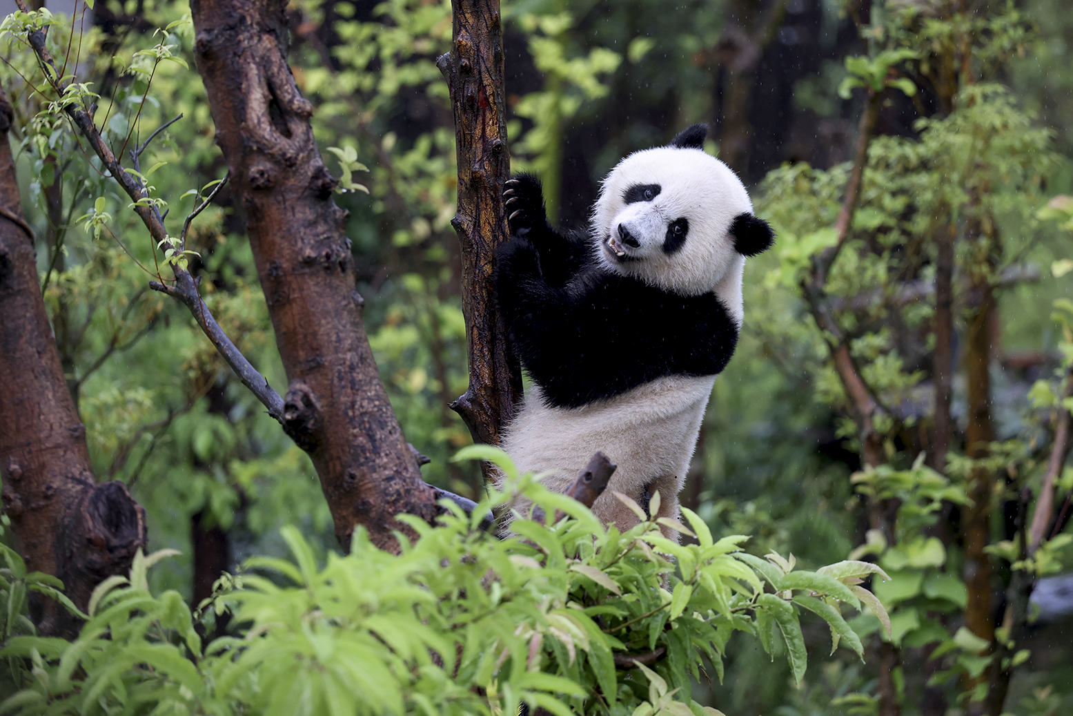 In China, you can barely move for pandas
