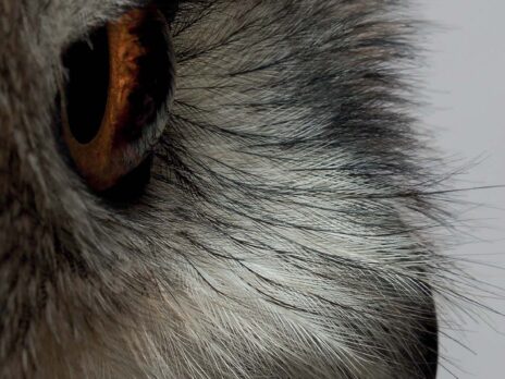 Poetry's debt to birds