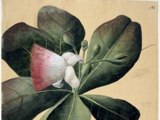 George Forster: Enlightenment iconoclast