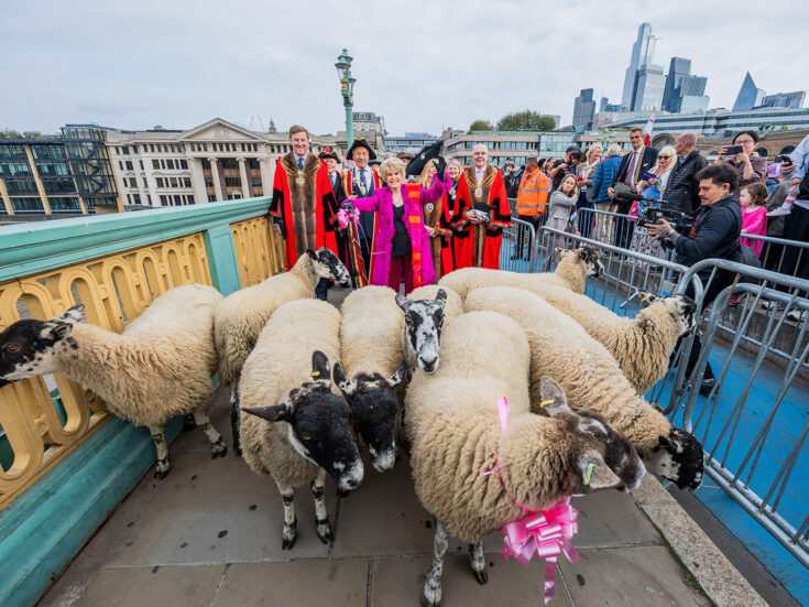 Photo of Sheep will be provided