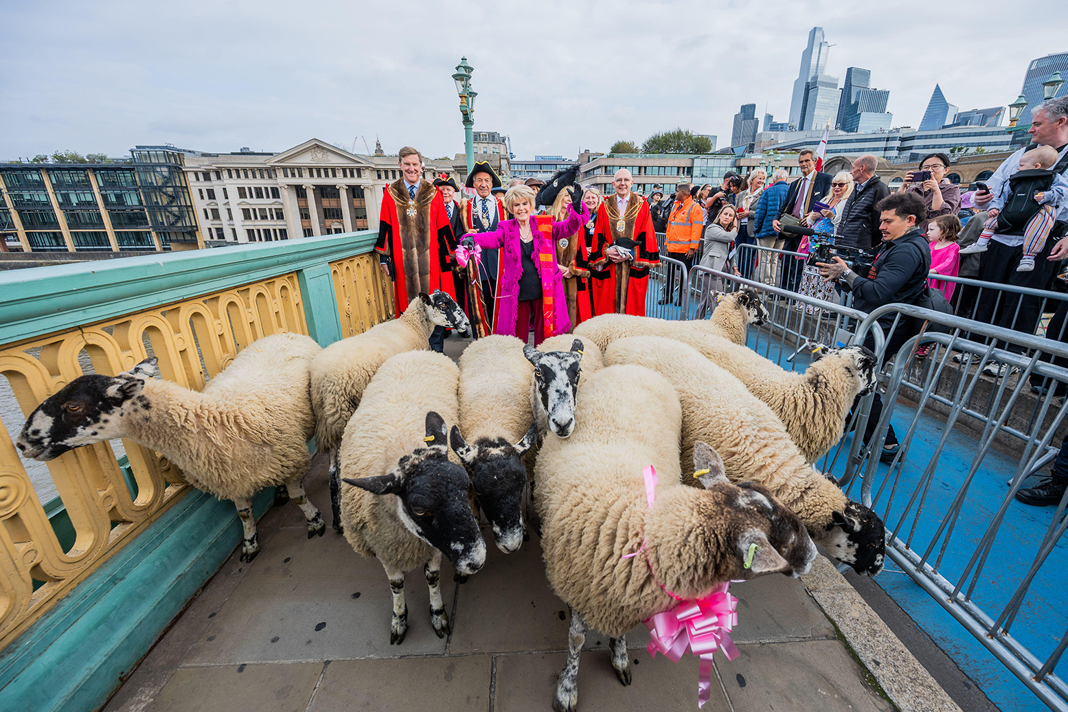 Sheep will be provided
