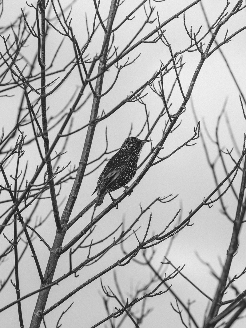 A Voice Above the Linn by Robbie Lawrence